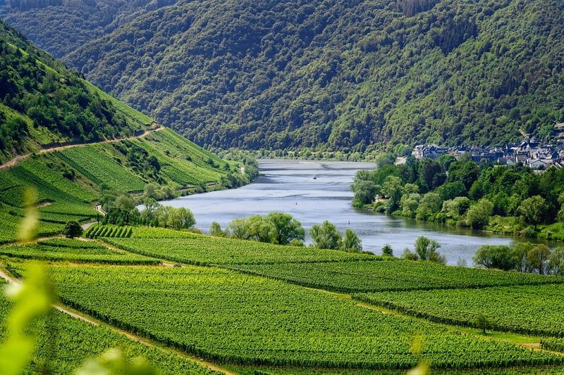 vignobles